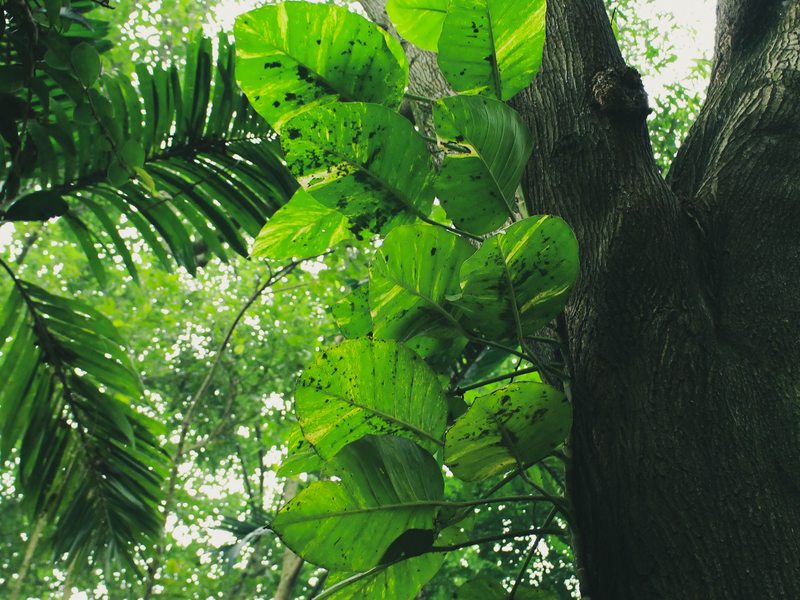 Conserved Forest Backdrop