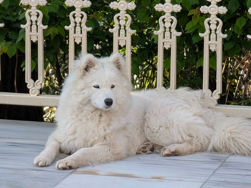 Pet-Friendly Estate